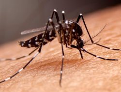 Waspada! Risiko Tinggi DBD pada Serangan Kedua Lebih Berbahaya