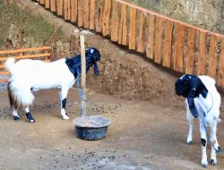 Bantuan Kambing Etawa Bagi Semua Desa di Sumedang