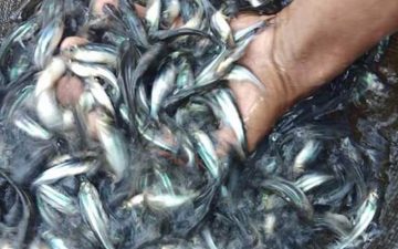 Ratusan Ribu Benih Ikan Ditebar di Wilayah Purwakarta