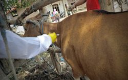 Pemkab Purwakarta Vaksinasi Ribuan Hewan Ternak