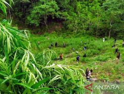 BRIN Kembangkan Teknologi Satelit untuk Deteksi Ladang Ganja Otomatis