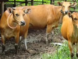 Sapi Bali Menjadi Pilihan Favorit Warga Jakarta untuk Kurban Idul Adha 2024