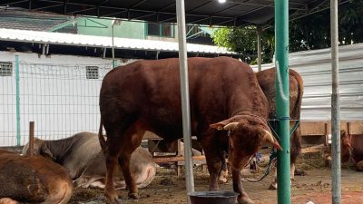Gibran Berkurban Sapi Limosin ke Masjid Al-Azhar Jakarta