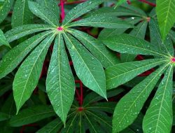 Manfaat Daun Singkong untuk Kesehatan dan Ibu Hamil