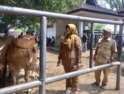 Purwakarta Perketat Pengawasan Lalu Lintas Hewan untuk Cegah Wabah PMK