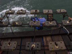 RI dan AS Sepakati Pengalihan Utang untuk Konservasi Terumbu Karang