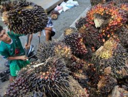 Indonesia Menang Sengketa Dagang Kelapa Sawit di WTO Melawan Uni Eropa