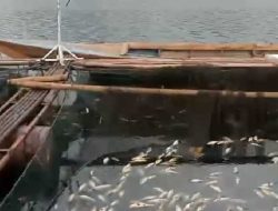 Curah Hujan Tinggi Picu Kematian Massal Ikan Keramba Jaring Apung di Waduk Jatiluhur