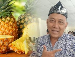 Minimnya Pasokan Nanas, Pengusaha Dodol Nanas Subang Angkat Bicara