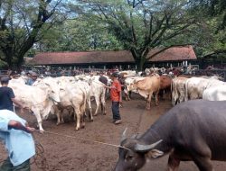 Jelang Idul Adha, Harga dan Pasokan Hewan Kurban di Purwakarta Melonjak