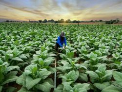 Dua Raksasa Rokok Setop Beli Tembakau, Petani Temanggung Terpukul