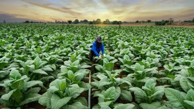 Dua Raksasa Rokok Setop Beli Tembakau, Petani Temanggung Terpukul