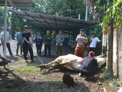 Perumda Tirta Rangga Subang Gelar Penyembelihan Hewan Qurban Idul Adha 1446 H