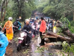Angin Kencang Terjang Subang, Pohon Tumbang Timbulkan Kemacetan Sementara