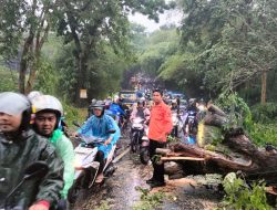 Pohon Tumbang Sempat Tutup Jalur Subang-Bandung
