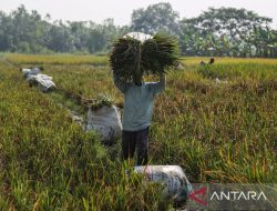 Petani Tulang Punggung Ekonomi