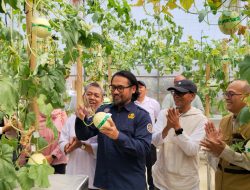 Lompatan Produktivitas Melon Machida di Subang: Inovasi Riset POLSUB dan Bapperida Silangkan Teknologi dengan Agrowisata